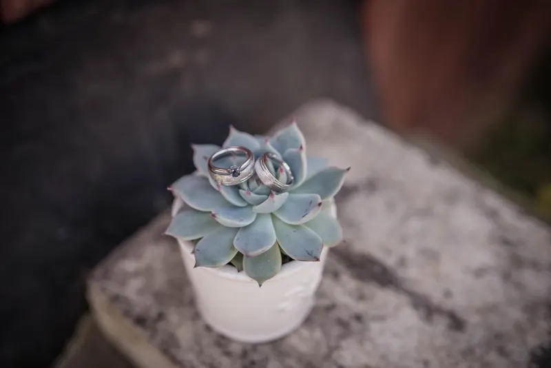 Dos argollas de boda sobre una suculenta verde